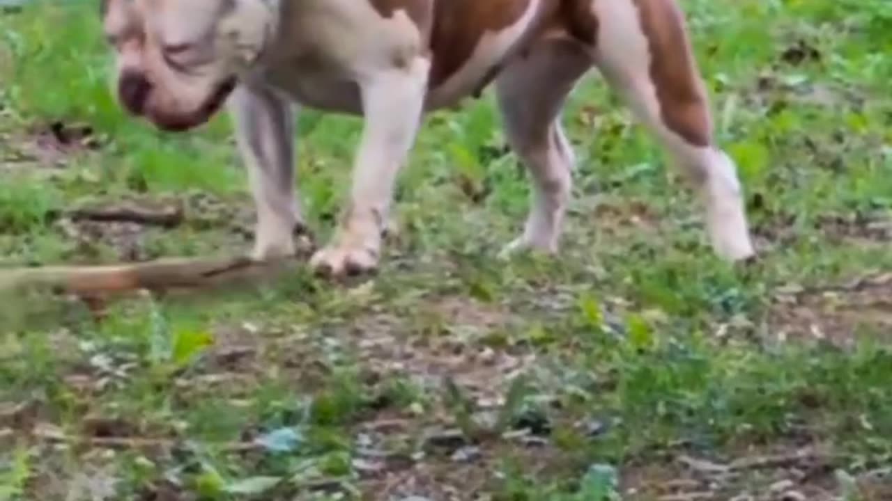 AMERICAN BULLEY DOGS