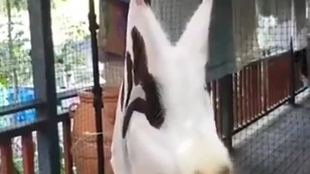 The bat I caught in my house