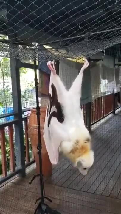 The bat I caught in my house