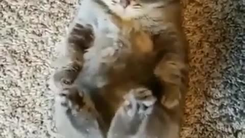 baby cat doing legs exercise