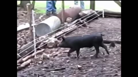 Animal getting shocked by sounds