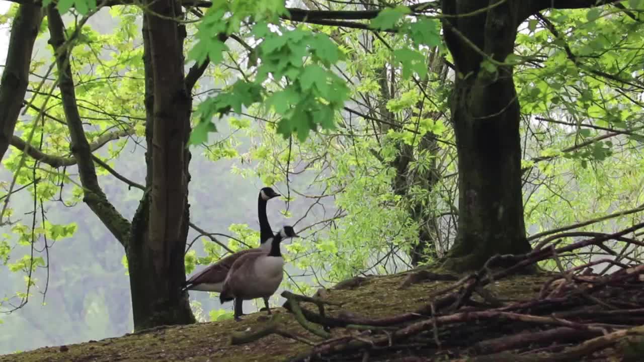 The Birds Life with Beautiful Environment