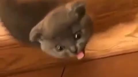 💢👉👉👉🤗😂😂THE CAT SWEARS AT ME😾🤣😂👈👈