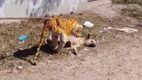 Tiger Funny
