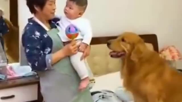 Smart Dog Taking Care of Baby (Dog smart way)