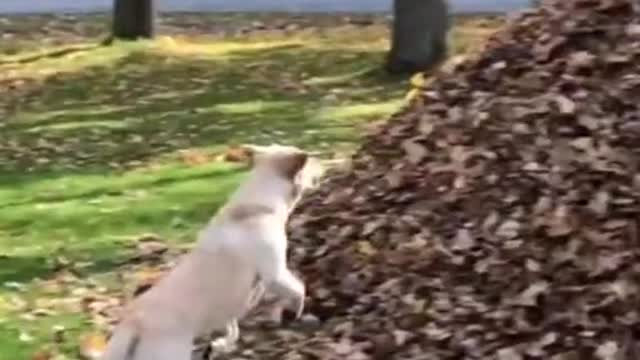 Dogs jumping hilarious