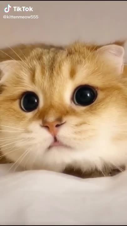 SUPER Lovely Cat, black cat, cats, funny cats