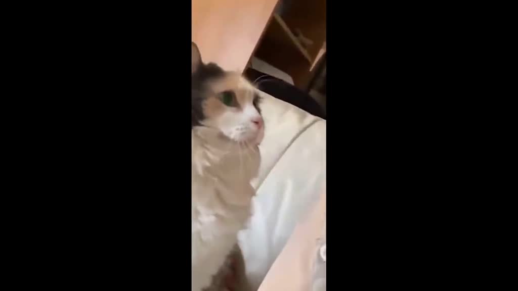 ❤️‍🔥 Cat Mistaken Himself As A Woodpecker 🐈