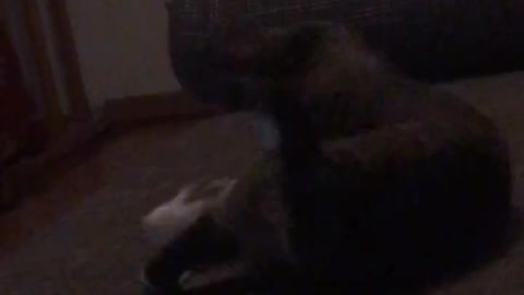 Cat playing with itself on sofa