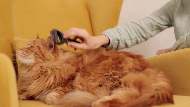 Yes please Combing me, I am kitty cat #beautiful Cat