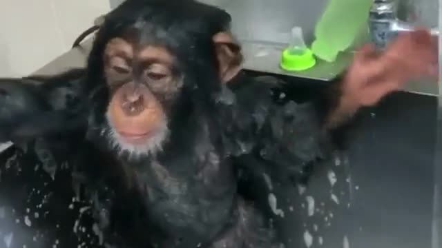 Cute monkey taking a bath