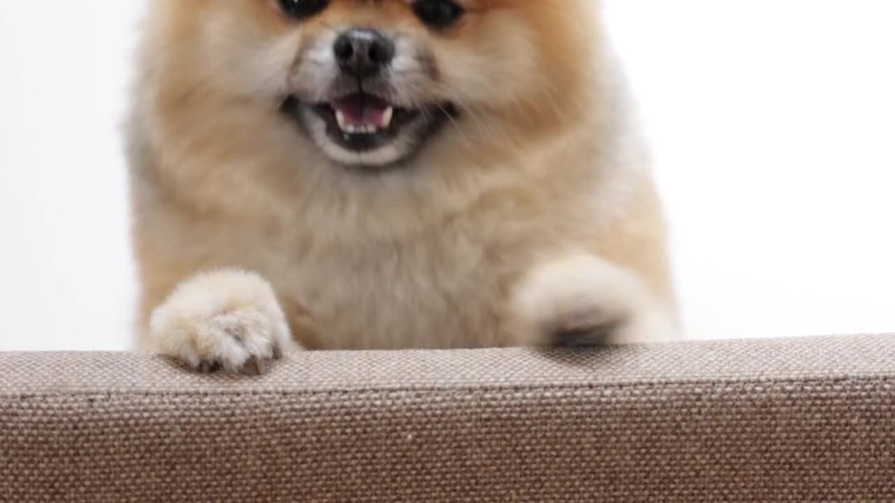 funny dog videos for kids