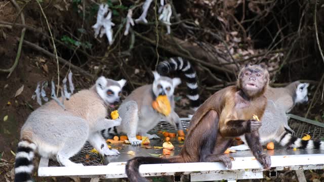 forest animals eating