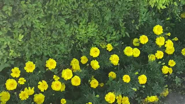 sea ​​of ​​yellow flowers