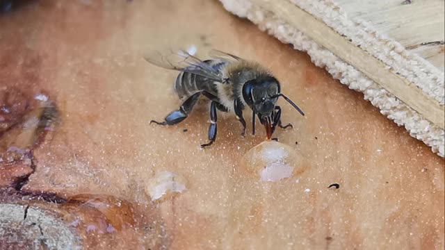 How a honey bees eats/collects. 🐝