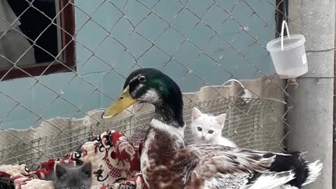 Папа у детской кроватки🤣