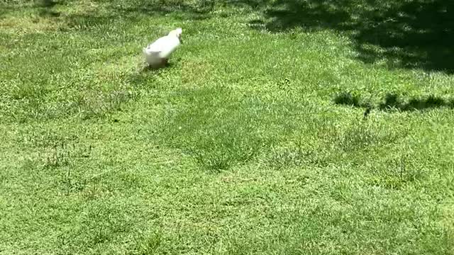 Corgi Disapproves of Duck Pursuer