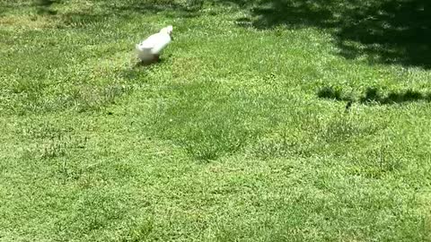 Corgi Disapproves of Duck Pursuer