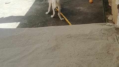 Dog playing with broom