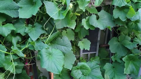 Vegetable Picking