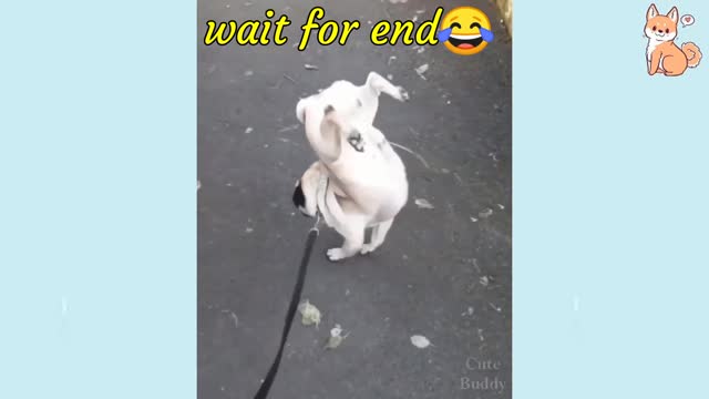 😅Funny dog videos😂 / funny dog video #doglaughing