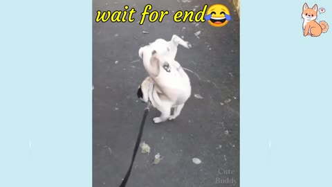 😅Funny dog videos😂 / funny dog video #doglaughing