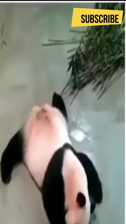 1ying or another in the trash, cat doing massage, funny mouse #shorts