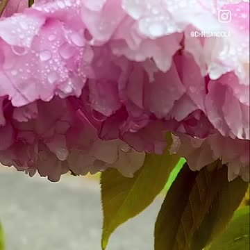 WATER DROPS ON FLOWERS