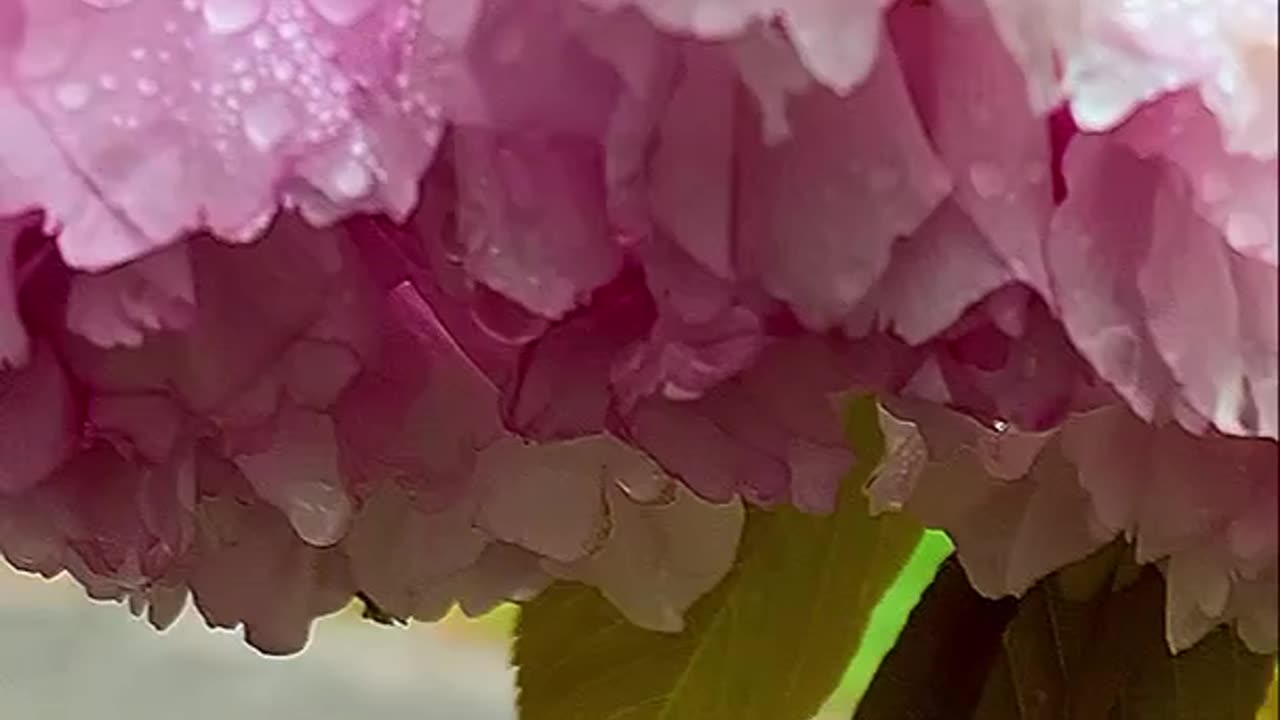 WATER DROPS ON FLOWERS