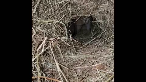 French Lop builds amazing nest