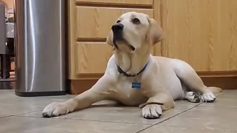 Labrador Dog Shows How Well Trained He is _Shorts