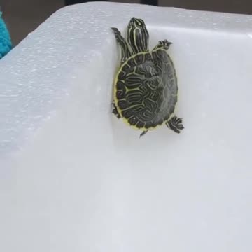 Little Turtles (hatchling) trying to find a way to get out