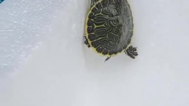 Little Turtles (hatchling) trying to find a way to get out