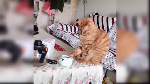 Funny cat video