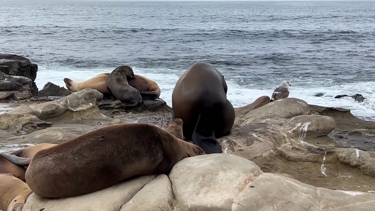 Seals, which are marine mammals, are known to spend time outside of the water.