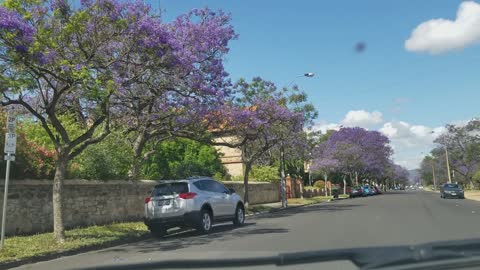 2019-11-30 North Adelaide Jacaranda 02