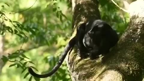 Wildlife from close view with different perspective.