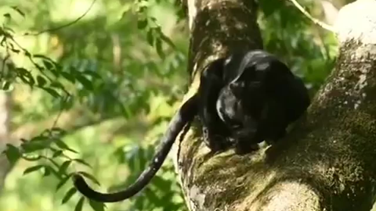 Wildlife from close view with different perspective.