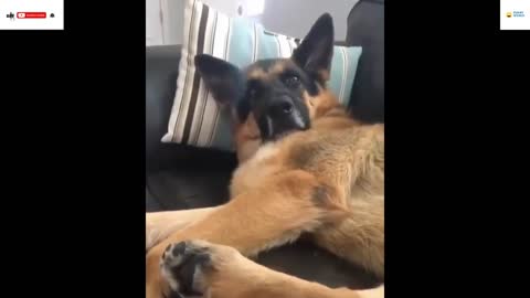 FUNNIEST AND CUTEST GERMAN SHEPHERDS