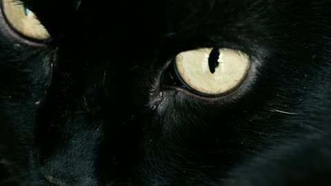 tigher, panther