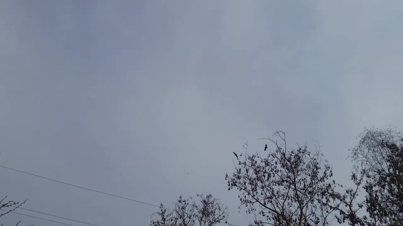 Eagle attack on crow Best Video