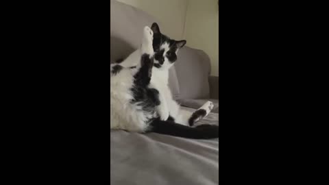 Funny animal dogs cats 😂🤣