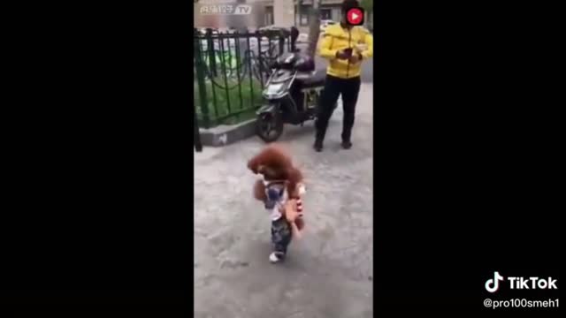 Poodle walks