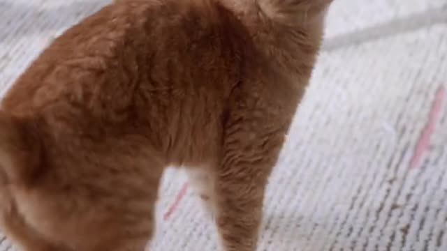 Cute funny cat viral videos πΊπ» so funny this cat