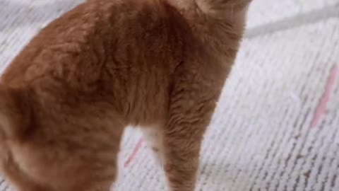 Cute funny cat viral videos 😺😻 so funny this cat