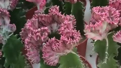 cockscomb-like flowers