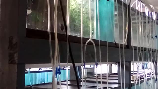 Fish Room
