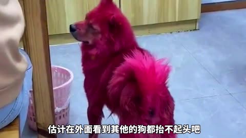 Interesting and cute little animals: Which of these cute pets do you like after dyeing their hair?