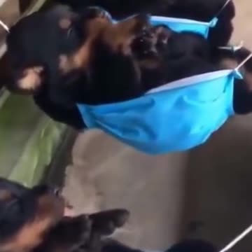 Kittens & Pups-Cutest 2021-Try not to Laugh 7