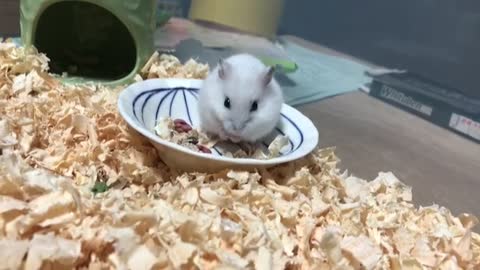 Eating hamsters.